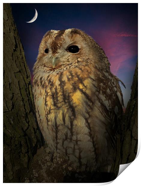 Tawny Owl Print by Alison Chambers