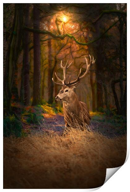 Scottish Red Deer Stag Print by Alison Chambers