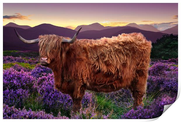 Highland Cow Print by Alison Chambers