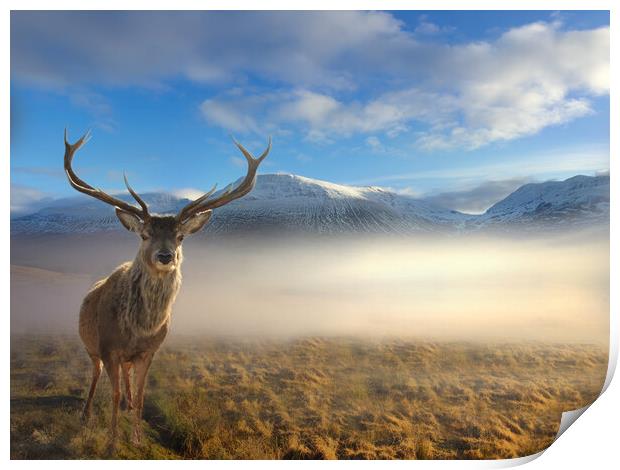 Scottish Highland Stag Print by Alison Chambers