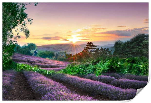 Yorkshire Lavender Fields Print by Alison Chambers