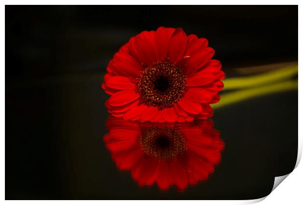 Gerbera Flower Reflection Print by Alison Chambers