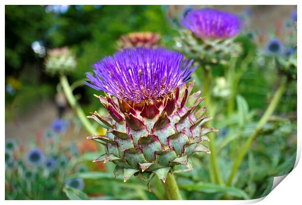 Scottish Thistle  Print by Alison Chambers