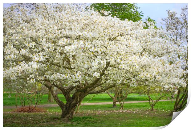 Cherry Blossom Tree Print by Alison Chambers