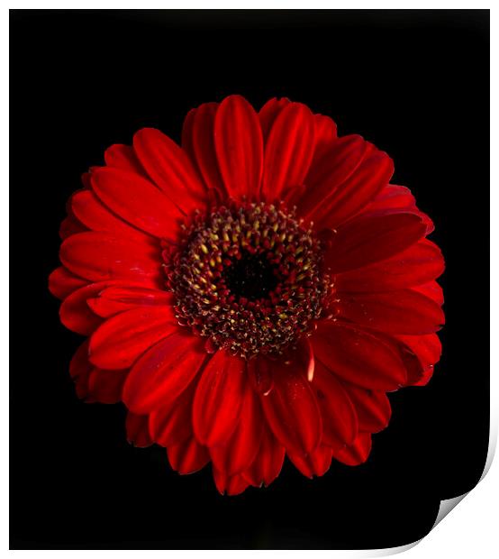 Red Gerbera Flower Print by Alison Chambers