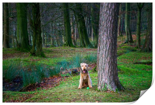 Eager Airedale Terrier Awaits Playtime Print by Alison Chambers