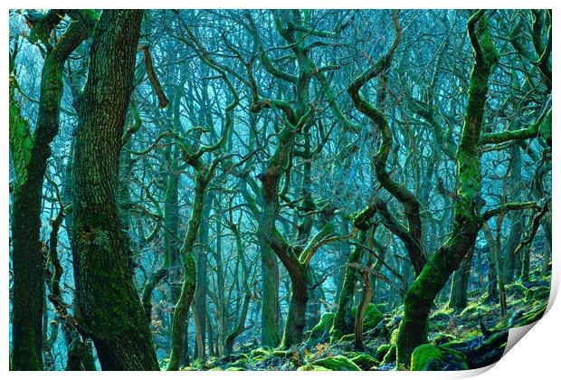 Enchanting Woods of Padley Gorge Print by Alison Chambers