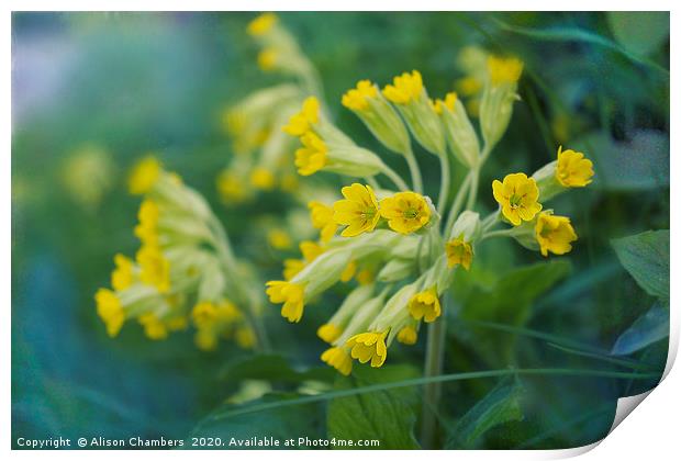 Cowslips Print by Alison Chambers