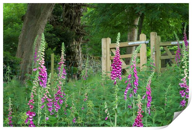  Woodland Gate Foxgloves Print by Alison Chambers