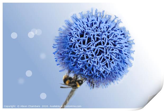 Bee on Globe Thistle Print by Alison Chambers