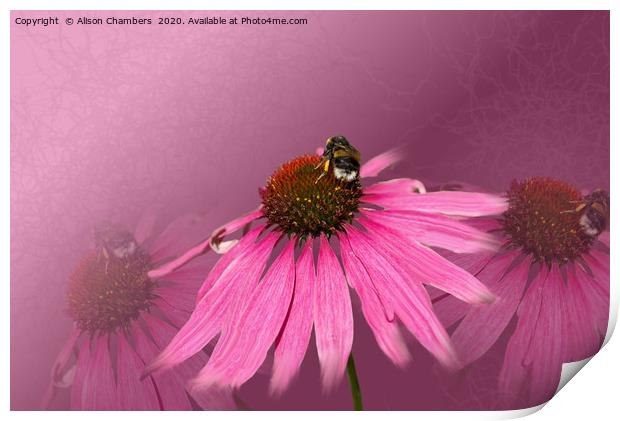Bee on Purple Coneflower Print by Alison Chambers