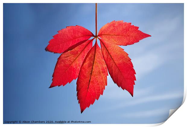 Autumn Leaf Print by Alison Chambers