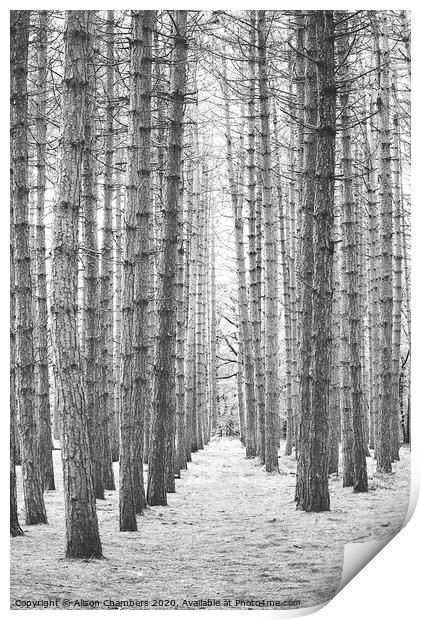 Newmillerdam Birch Wood Print by Alison Chambers