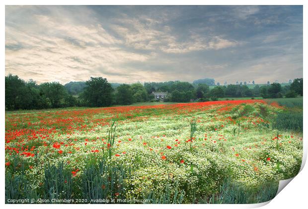 Poppy and Chamomile Field  Print by Alison Chambers