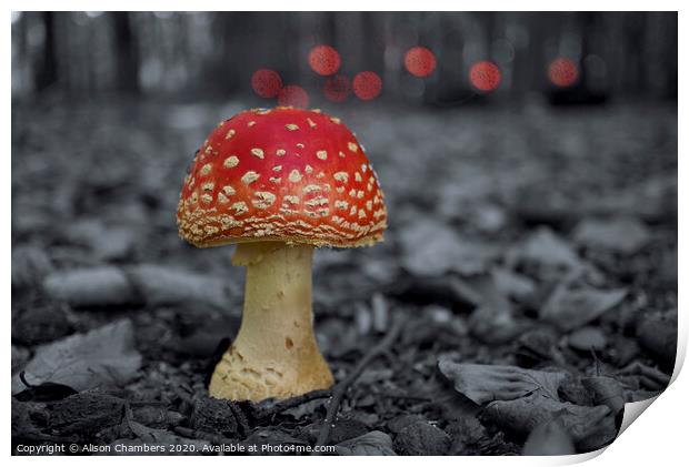 Fly Agaric Toadstool  Print by Alison Chambers