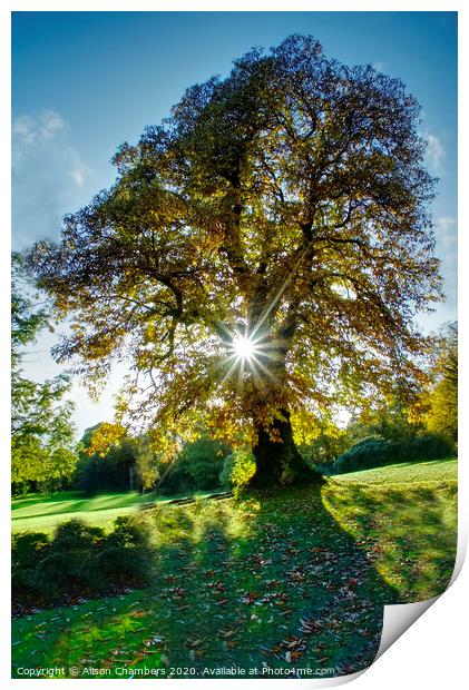 Starburst Autumn Tree Cannon Hall Print by Alison Chambers