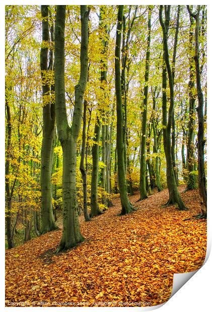 Beech Trees at Marsh Brook Woods Print by Alison Chambers