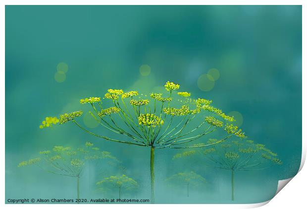 Wild Fennel Print by Alison Chambers