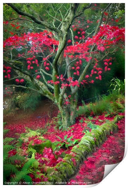 Red Autumn Print by Alison Chambers