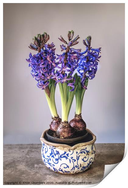 Bowl of Hyacinths  Print by Alison Chambers