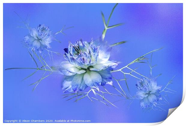 Love-in-a-Mist Print by Alison Chambers