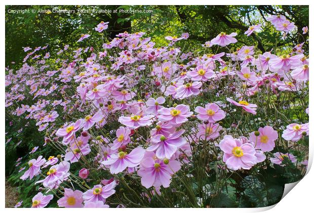Pink Anemones Print by Alison Chambers
