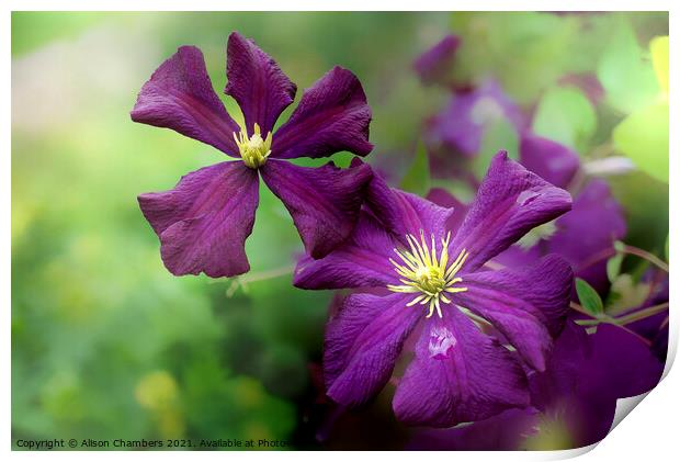 Late Summer Clematis  Print by Alison Chambers