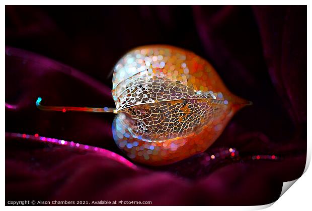 Sparkling Physalis Print by Alison Chambers