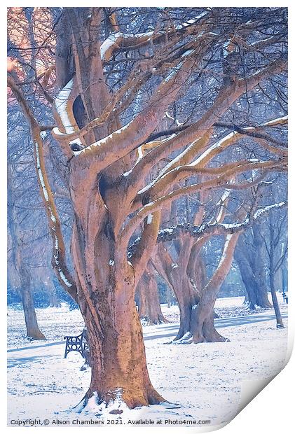 Winter Trees at Locke Park Print by Alison Chambers