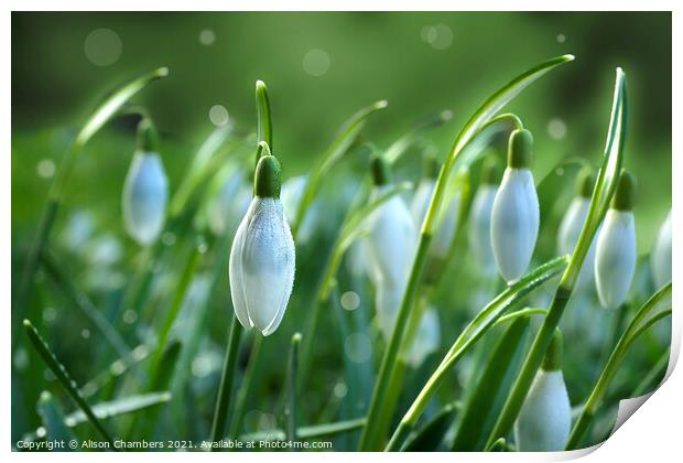Dainty Snowdrops Print by Alison Chambers