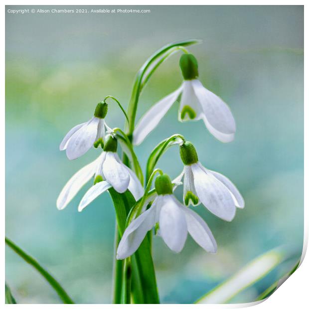 Pretty Snowdrops Print by Alison Chambers