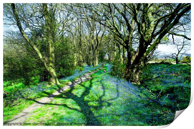 Horn Wood Bluebells  Print by Alison Chambers