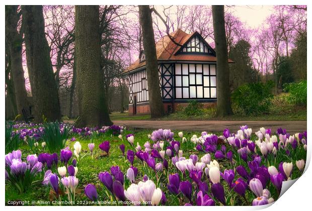 Crocuses at Thornes Park in Wakefield  Print by Alison Chambers