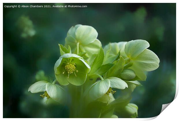 Green Hellebores  Print by Alison Chambers