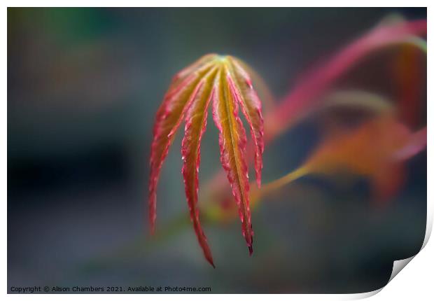 Springtime Acer Leaf Print by Alison Chambers