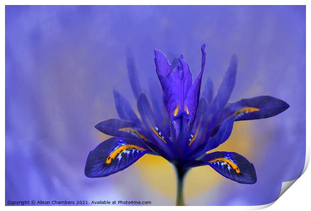 Iris Flower Print by Alison Chambers