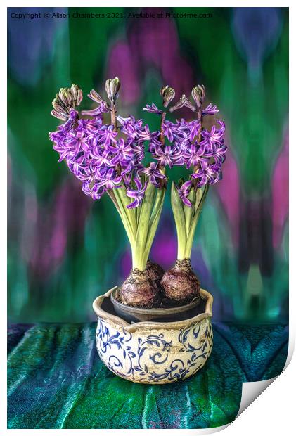 Bowl of Hyacinths  Print by Alison Chambers