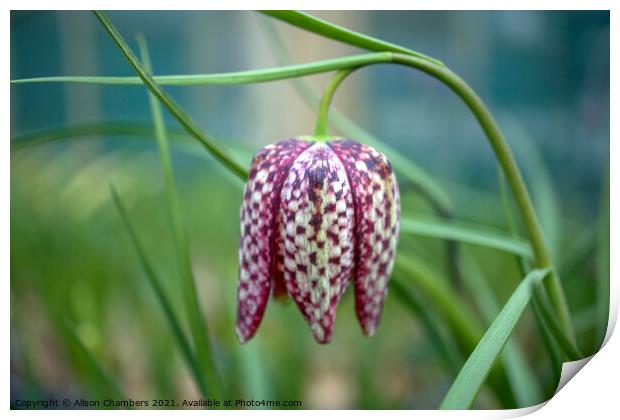 Fritillary Flower Print by Alison Chambers