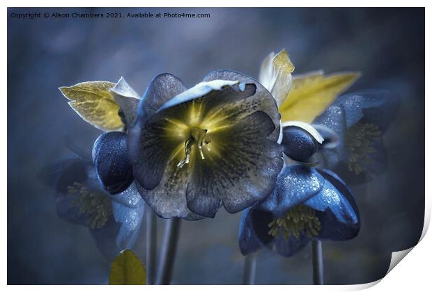 Black Hellebores  Print by Alison Chambers