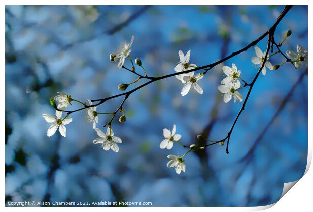 Cherry Blossom Sprig Print by Alison Chambers