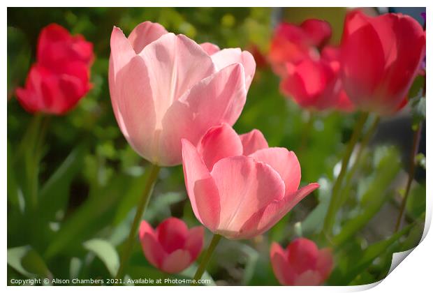 Sunlit Tulips Print by Alison Chambers