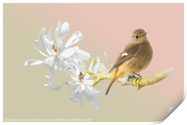 Spring Bird Print by Alison Chambers