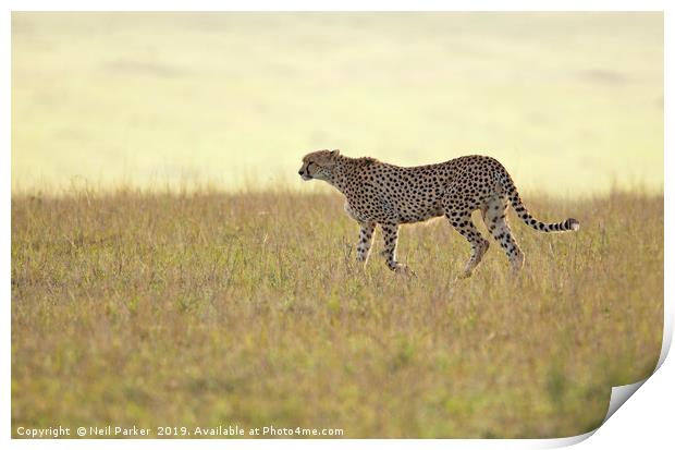 Cheetah  Print by Neil Parker
