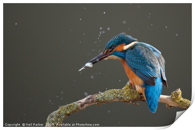 Kingfisher Print by Neil Parker