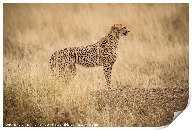 Cheetah Serengeti Print by Neil Parker