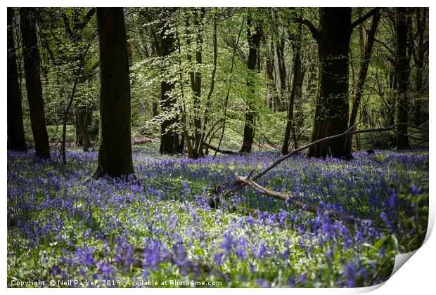 Bluebell wood Print by Neil Parker