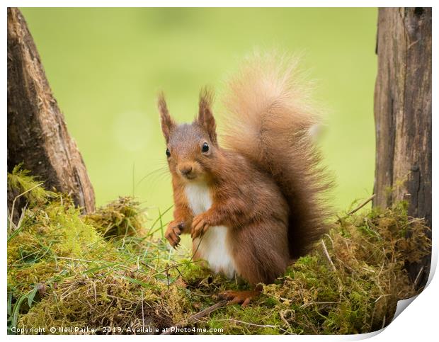 Bright eyed and Bushy tailed Print by Neil Parker