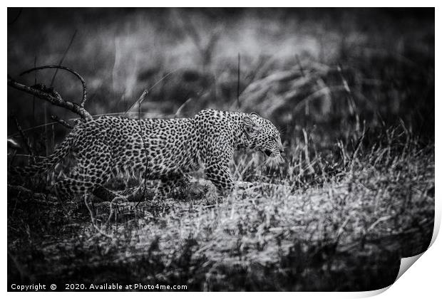 Stealth, a Young Leopard in Kenya Print by Neil Parker