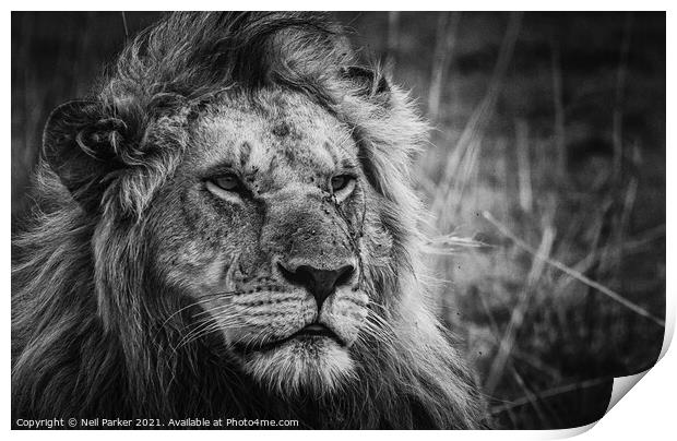 Lion King Print by Neil Parker