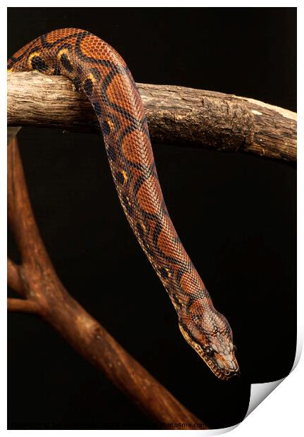 Western Rainbow Boa Print by Ian Homewood